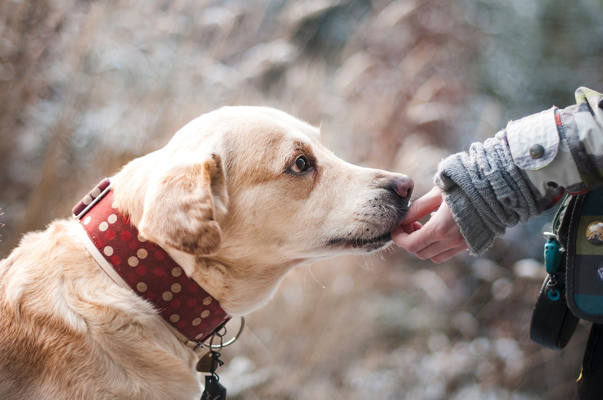 中禅寺湖の遊覧船は犬などのペットは同伴できる？