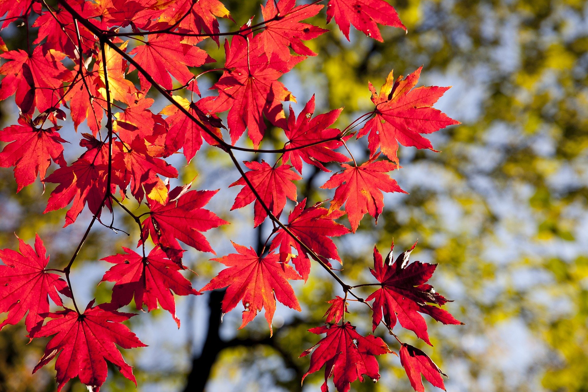 紅葉シーズン